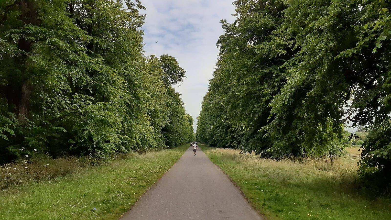 A long, straight path between tall lines of lime trees in full summer leaf, leading from Celbridge towards Castletown House.