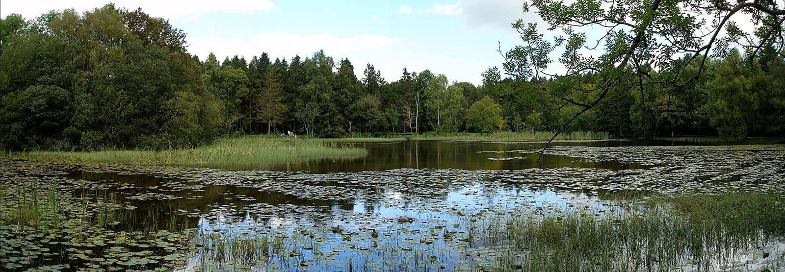The lake at Donadea Forest Park, covered in lily pads and reeds, with dense woodland along the far shore.