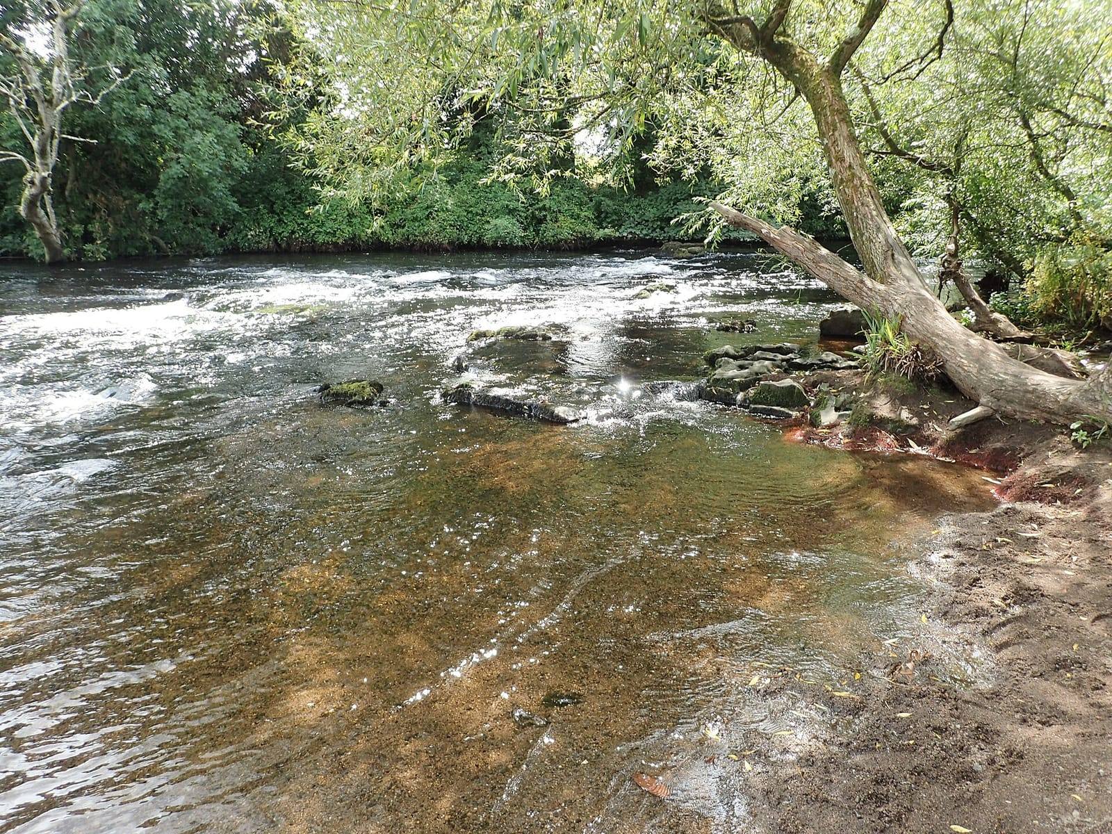 The River Liffey running fast and shallow over stones on the Castletown estate, with a fallen tree leaning out from the bank on the right.