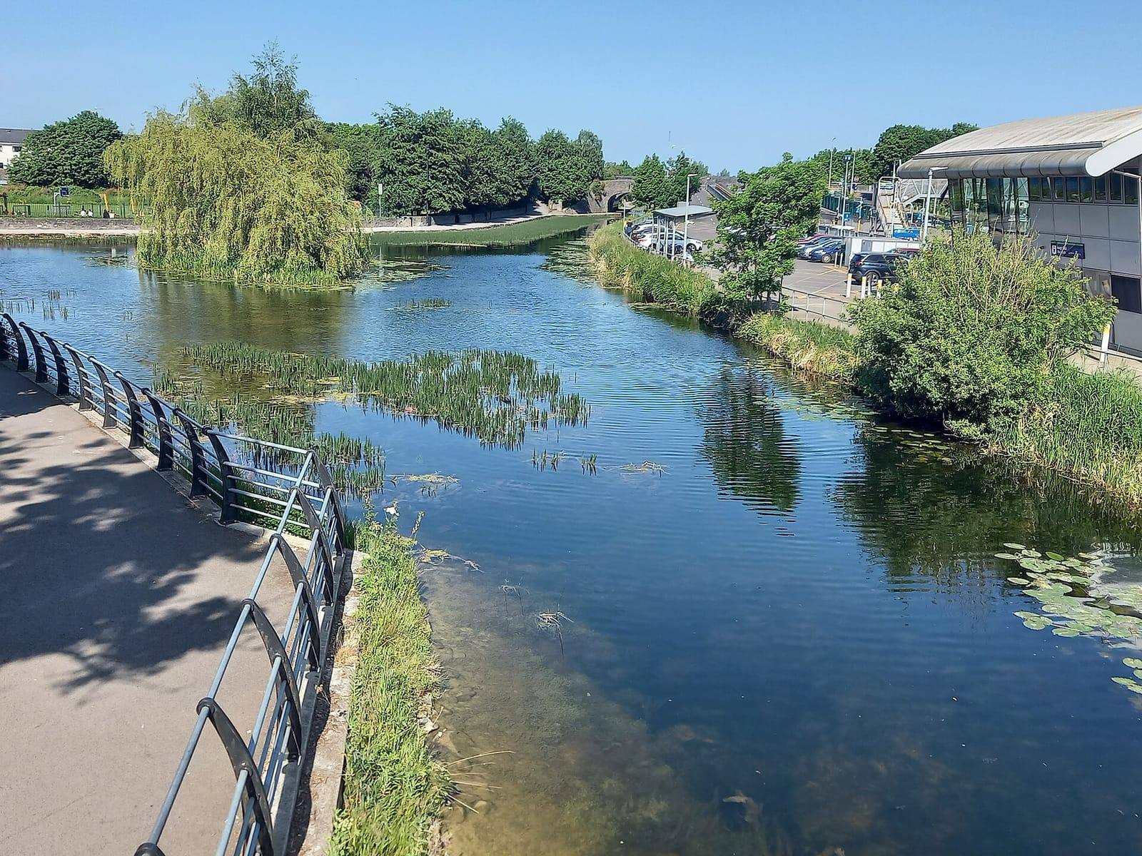 The Royal Canal at Maynooth on a sunny day, with a railed towpath on the left and the harbour and a willow tree beyond.