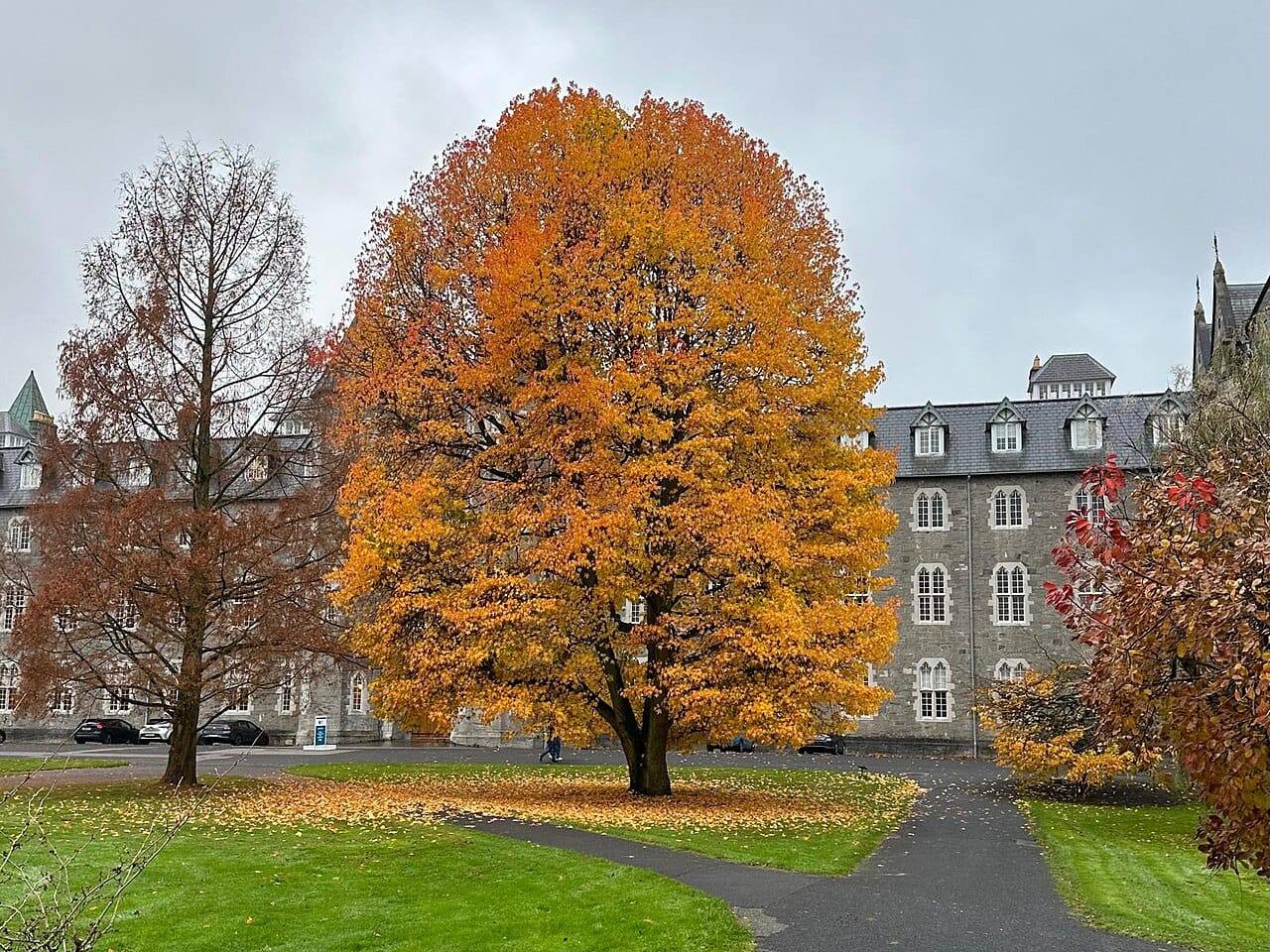 A large tree in blazing orange autumn colour on the lawn of St Joseph's Square in Maynooth, in front of grey stone college buildings.
